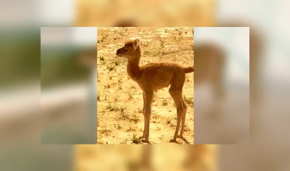 Desliza para ver el aspecto del 'Cama' que enamoró a miles en YouTube. Foto: Captura. Desliza para ver el aspecto del 'Cama' que enamoró a miles en YouTube. Foto: Captura.