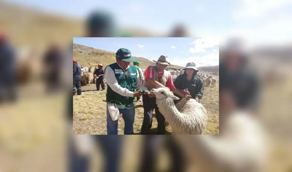 alpacas minagri kits veterinario minagri alpacas minagri kits veterinario minagri