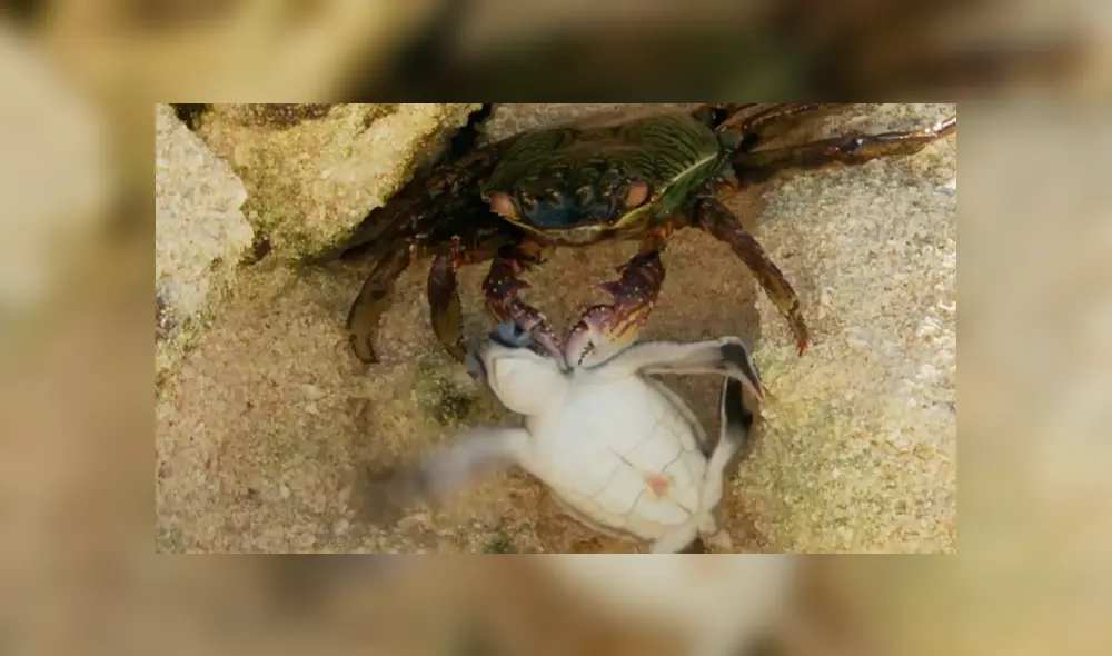 YouTube viral: tortuga bebé estuvo a punto de morir por un cangrejo, pero hizo esto [VIDEO]