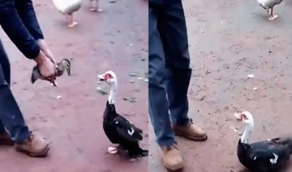 Desliza las imágenes para ver la furiosa reacción que tuvo esta mamá pata al ver que intentaban alejarla de su cría. Foto: captura de TikTok/presentado23adrian