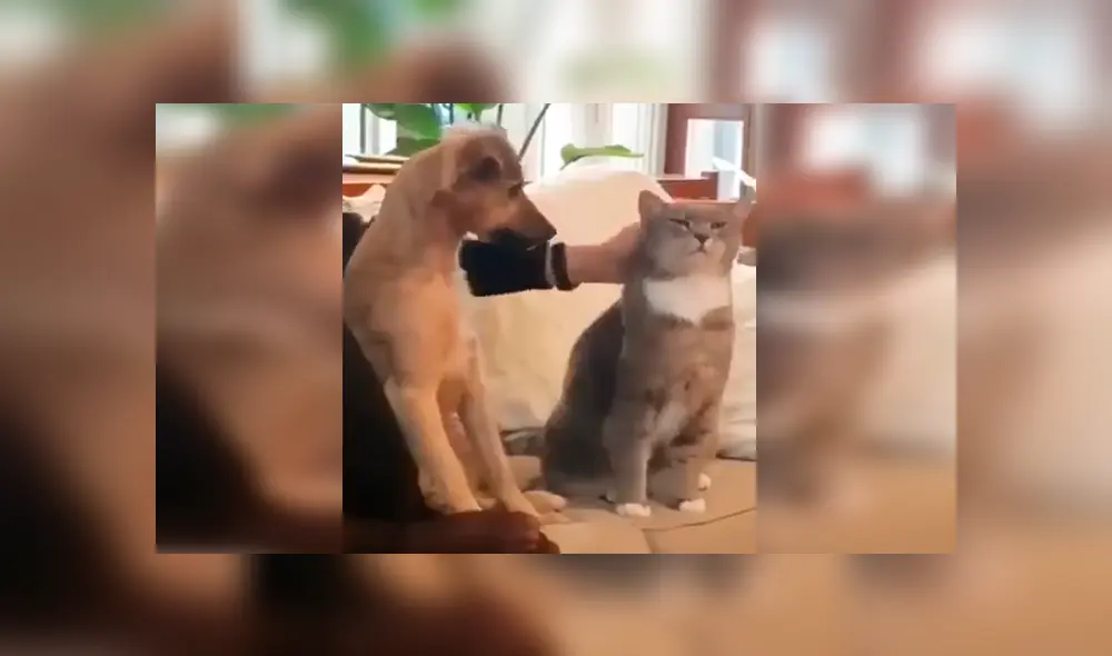 En Facebook, un perro recibió una furiosa reacción de un gato cuando pretendió darle unas caricias. En Facebook, un perro recibió una furiosa reacción de un gato cuando pretendió darle unas caricias.