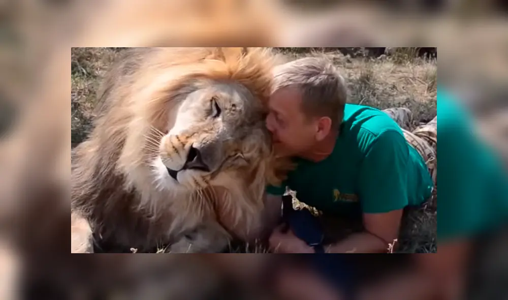 En Facebook se viralizó el encuentro de cuidador con enorme león. En Facebook se viralizó el encuentro de cuidador con enorme león.