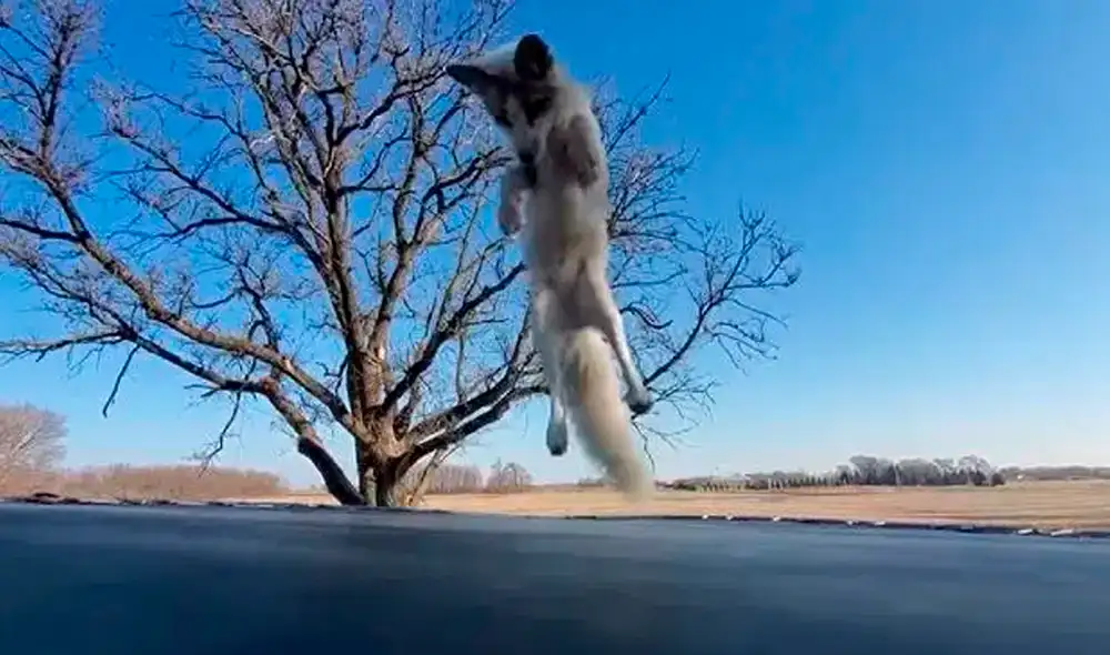 Desliza las imágenes para ver al tierno zorrito saltando sobre un trampolín. Foto: Facebook