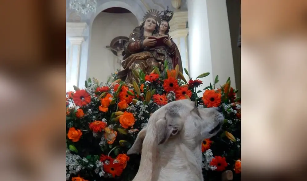 Desliza las imágenes para ver la destacada labor del sacerdote con perritos de la calle. Foto: Facebook