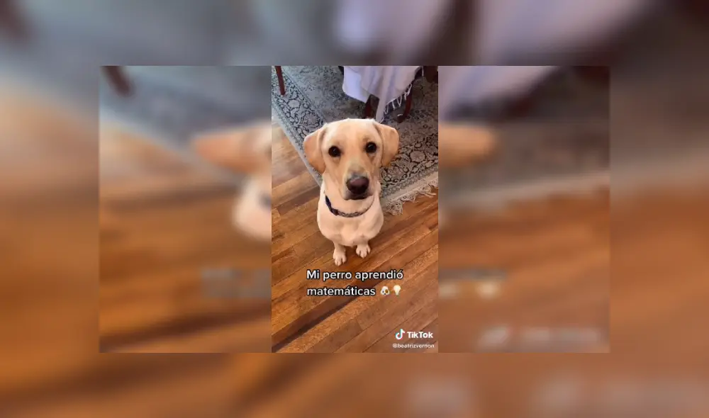Desliza las imágenes para ver el curioso comportamiento de este can al resolver sumas matemáticas. (Foto: captura / TikTok / @beatrizvernon)