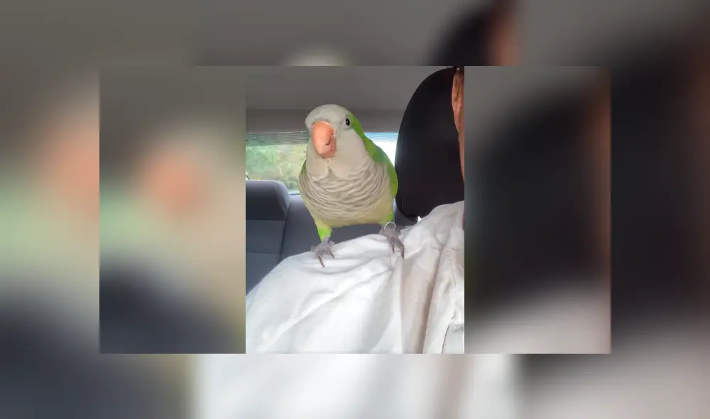 El video viral de Facebook enternece las redes por el curioso comportamiento de un loro.