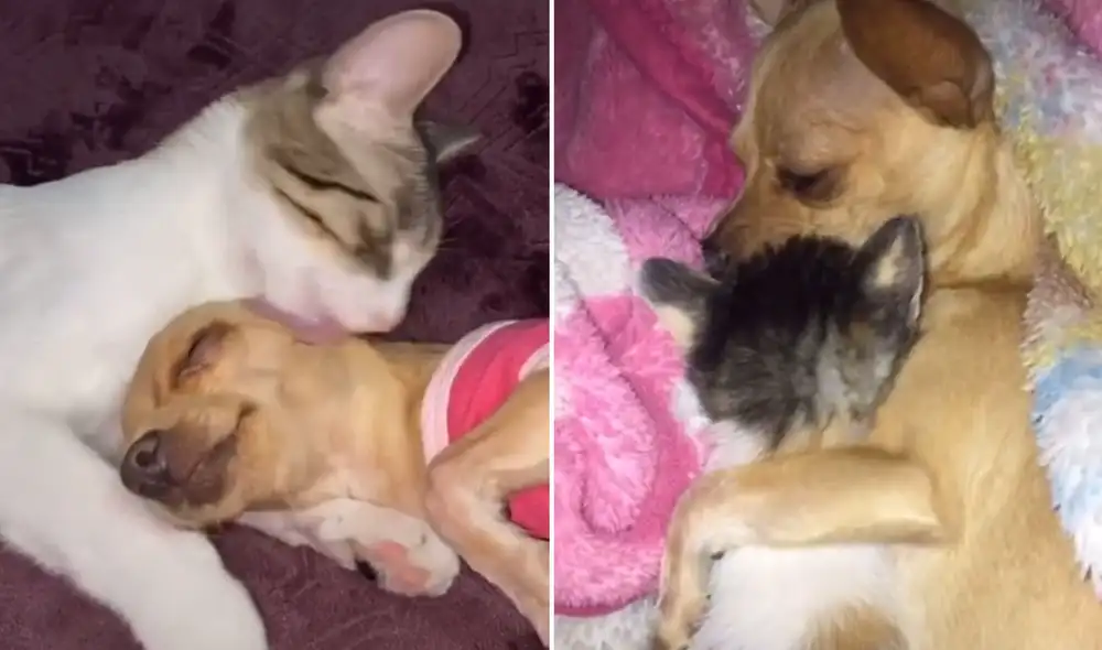 Desliza hacia la izquierda para ver más imágenes sobre esta tierna escena entre un perro y el gatito de su dueña. Foto: captura de TikTok
