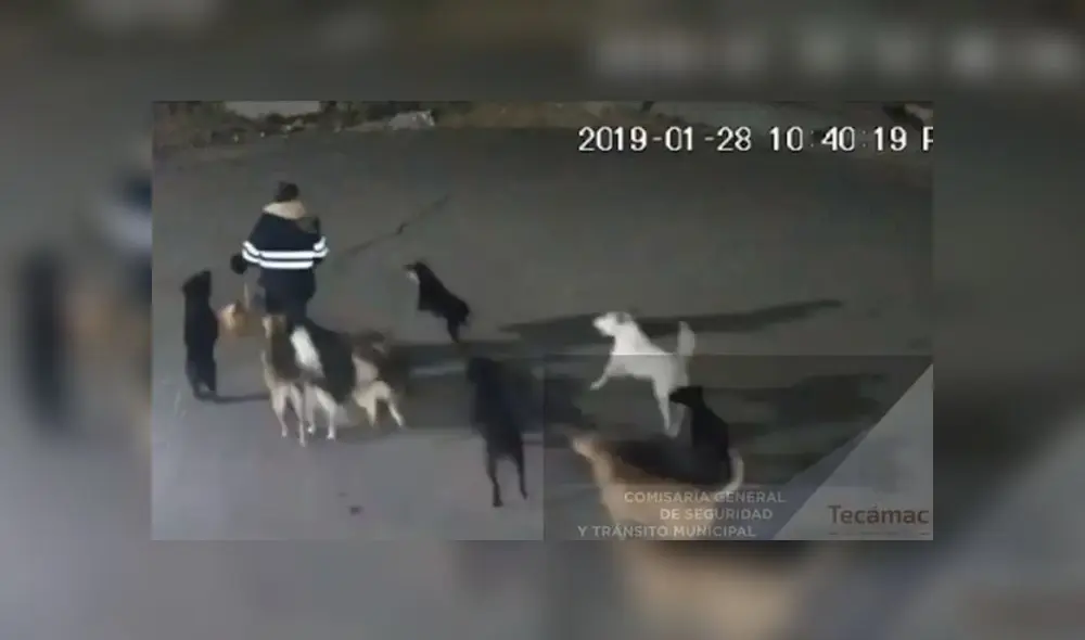 Registran cómo murió mujer tras sufrir feroz ataque de perros callejeros 
