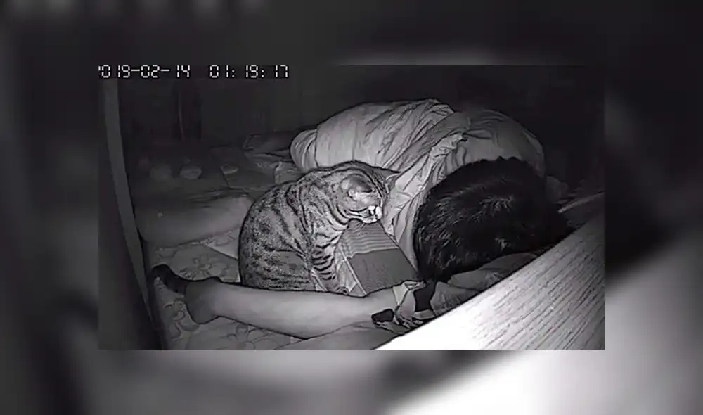 Facebook viral: gato aprovecha que su dueño duerme para expresar su amor por él [FOTOS]
