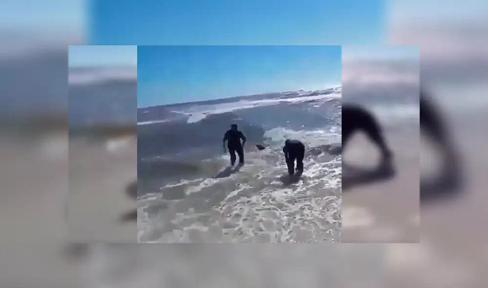 En YouTube, unos valientes hombres no dudaron en brindar ayuda a un peligroso tiburón para que regrese al mar. En YouTube, unos valientes hombres no dudaron en brindar ayuda a un peligroso tiburón para que regrese al mar.