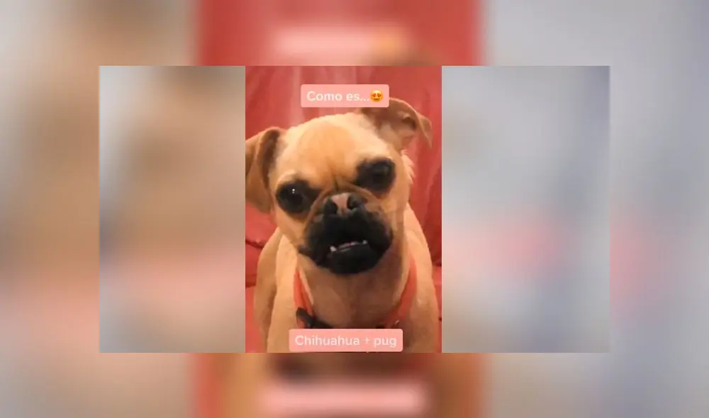 Desliza las fotografías para descubrir la verdadera raza de este presunto perro pug. Foto: Dashito el perro/TikTok Desliza las fotografías para descubrir la verdadera raza de este presunto perro pug. Foto: Dashito el perro/TikTok
