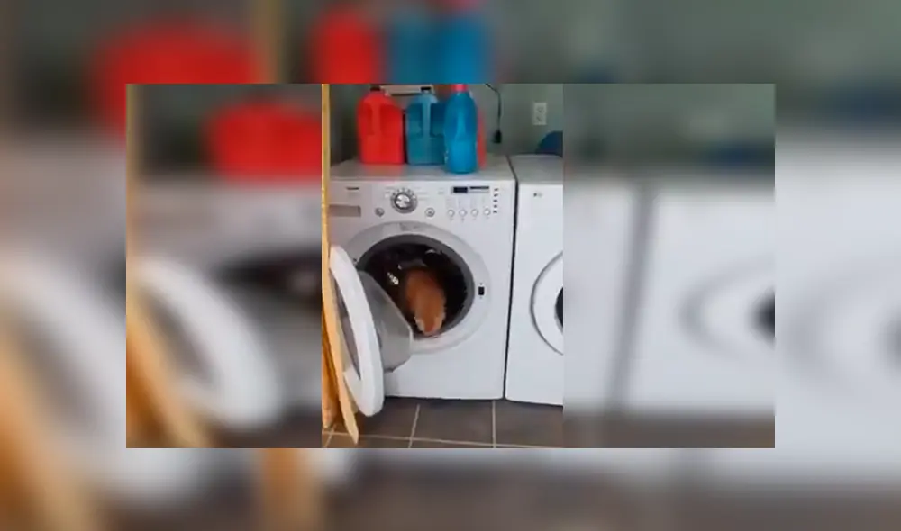 En Facebook, un travieso gato ingresó a una enorme lavadora para jugar y fue descubierto por su dueño.