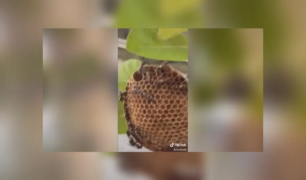 Desliza para ver el desenlace de este video viral de TikTok. Foto: Captura.