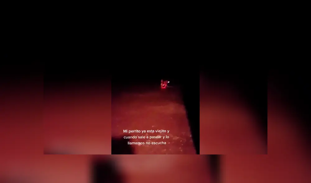 Desliza las imágenes para conocer la ingeniosa idea de una pareja para evitar que su perro se pierda. Foto: Captura. Desliza las imágenes para conocer la ingeniosa idea de una pareja para evitar que su perro se pierda. Foto: Captura.