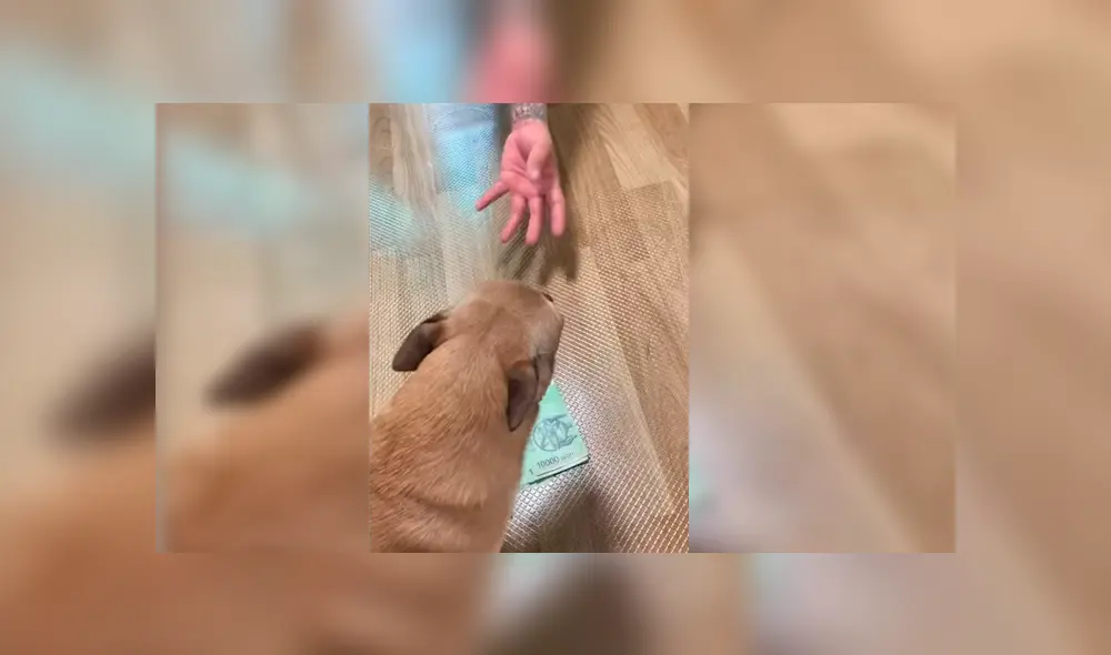 El dueño del can grabó la peculiar conducta de su mascota cada vez que se acercaban a un fajo de billetes de su pertenecía. La graciosa escena se hizo viral en Facebook y YouTube El dueño del can grabó la peculiar conducta de su mascota cada vez que se acercaban a un fajo de billetes de su pertenecía. La graciosa escena se hizo viral en Facebook y YouTube