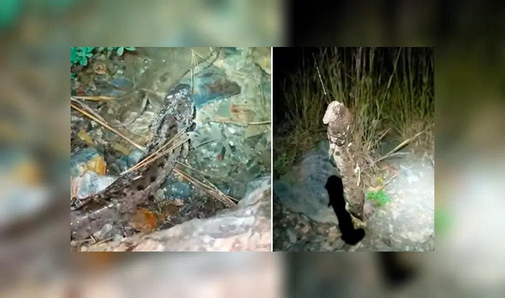 Un video viral publicado en YouTube dejó atónitos a miles de usuarios que vieron la extraña apariencia de un pez.