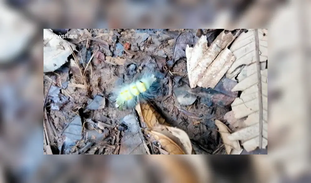 Desliza para ver los detalles del video viral de Facebook. Foto: Captura. Desliza para ver los detalles del video viral de Facebook. Foto: Captura.