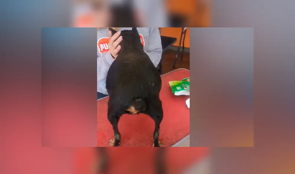 Desliza las imágenes para ver lo que hizo este perrito al ser descubierto con las ‘patas’ en la masa. Foto: Puppyplace /TikTok Desliza las imágenes para ver lo que hizo este perrito al ser descubierto con las ‘patas’ en la masa. Foto: Puppyplace /TikTok