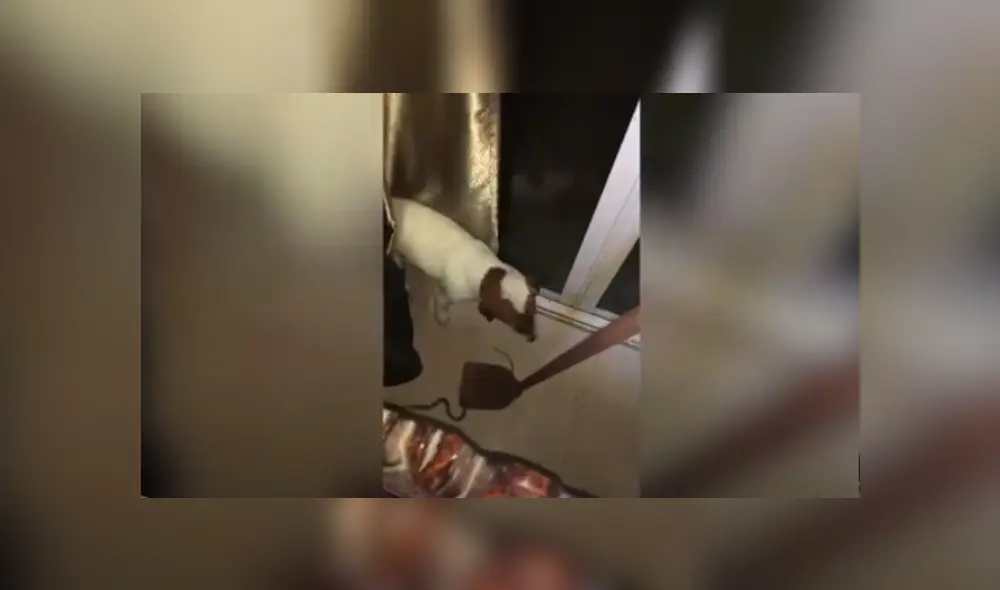 Video es viral en TikTok. Integrantes de una familia captaron el curioso momento en que su perro arriesga su vida para intentar sacar al reptil. Video es viral en TikTok. Integrantes de una familia captaron el curioso momento en que su perro arriesga su vida para intentar sacar al reptil.