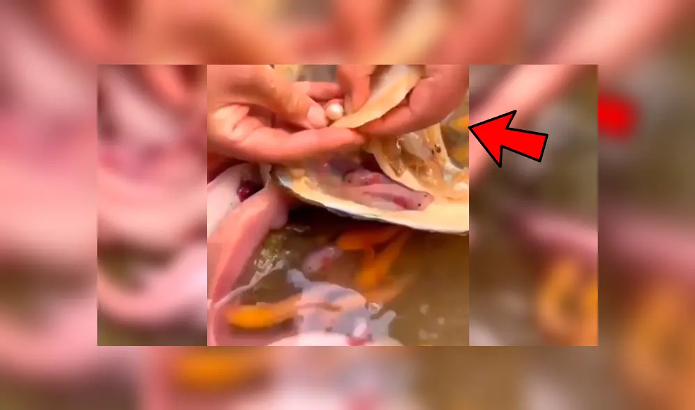 YouTube viral: navega misterioso lago y se topa con nido de criaturas acuáticas que cuidaban un ‘tesoro’ YouTube viral: navega misterioso lago y se topa con nido de criaturas acuáticas que cuidaban un ‘tesoro’