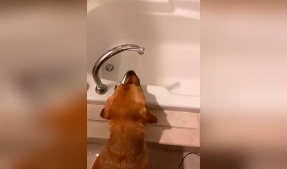 Desliza las imágenes para ver al travieso perro que ya aprendió a abrir la llave del grifo para beber agua. Foto: captura de YouTube Desliza las imágenes para ver al travieso perro que ya aprendió a abrir la llave del grifo para beber agua. Foto: captura de YouTube
