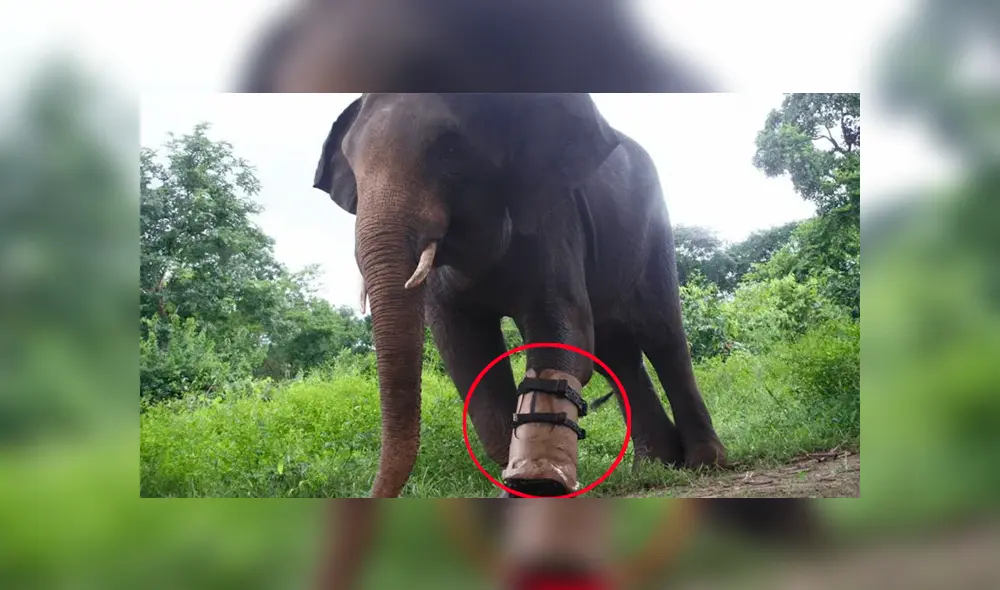 Elefante pierde una pata tras caer en trampa y ahora es feliz usando una prótesis [VIDEO] 