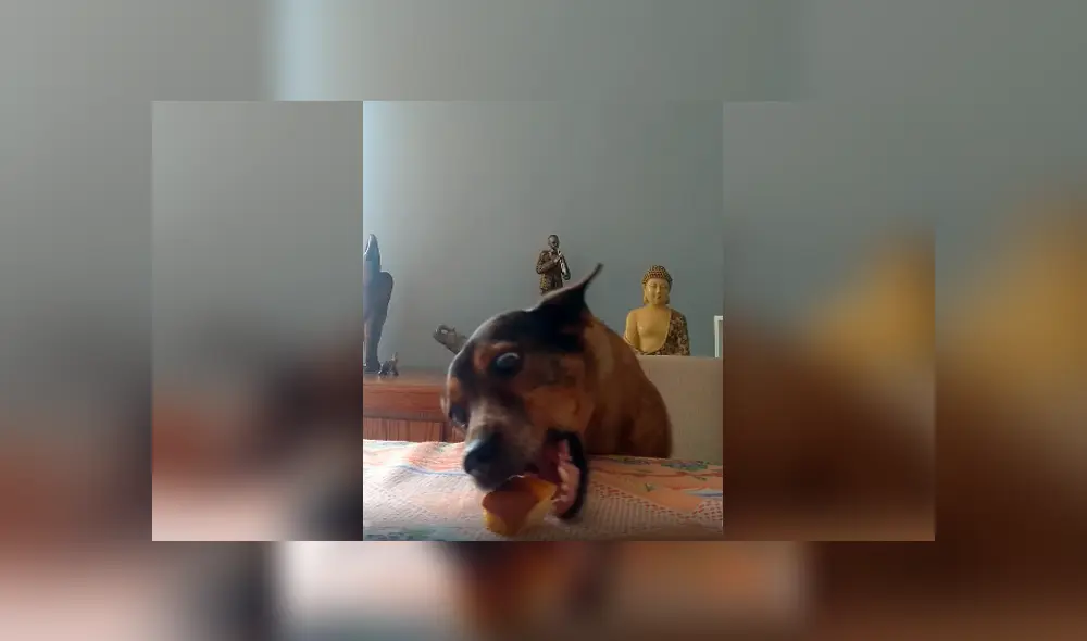 Desliza las imágenes para apreciar el buen comportamiento de un perro al acatar las órdenes de su dueña.