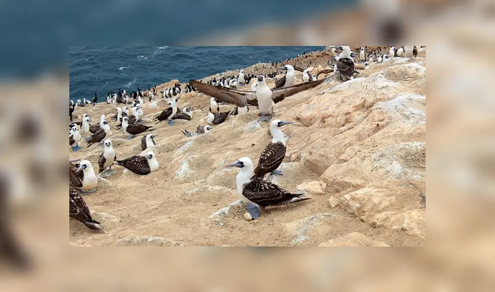 Guano de las islas: promueven su uso en agricultura piurana