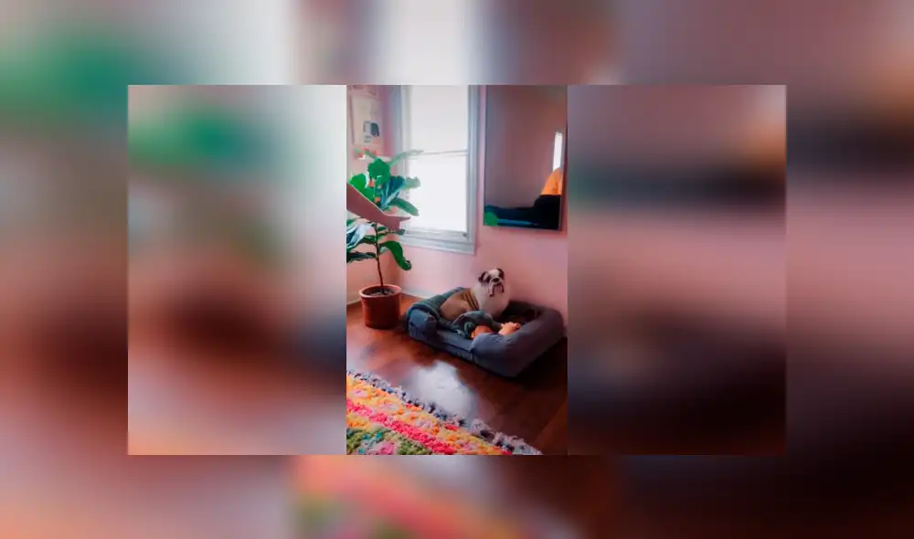 Desliza las imágenes para ver el resultado de la increíble actuación de una mujer junto a sus mascotas. Foto: Captura. Desliza las imágenes para ver el resultado de la increíble actuación de una mujer junto a sus mascotas. Foto: Captura.