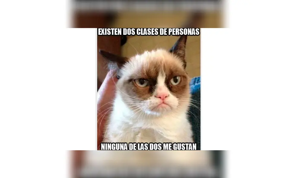 Los memes por el Día Internacional del Gato. Los memes por el Día Internacional del Gato.