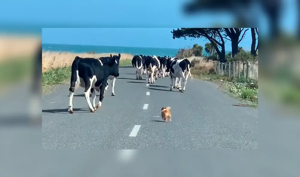 Desliza para ver las imágenes de Facebook. Foto: captura