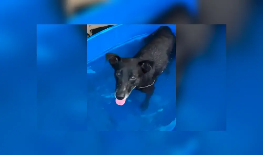 Facebook viral: mujer baña por primera vez a perro que rescató de la calle y este tiene curiosa reacción Facebook viral: mujer baña por primera vez a perro que rescató de la calle y este tiene curiosa reacción