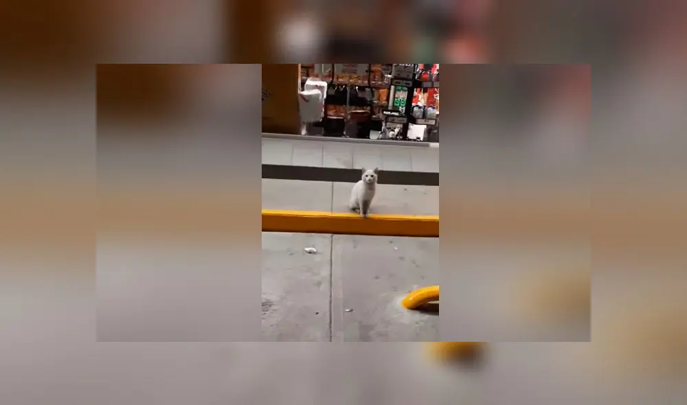 Desliza las imágenes para conoce un poco de más de 'Conejo', el pequeño gato que se robó el corazón de miles. Foto: Tania Sants/Facebook Desliza las imágenes para conoce un poco de más de 'Conejo', el pequeño gato que se robó el corazón de miles. Foto: Tania Sants/Facebook