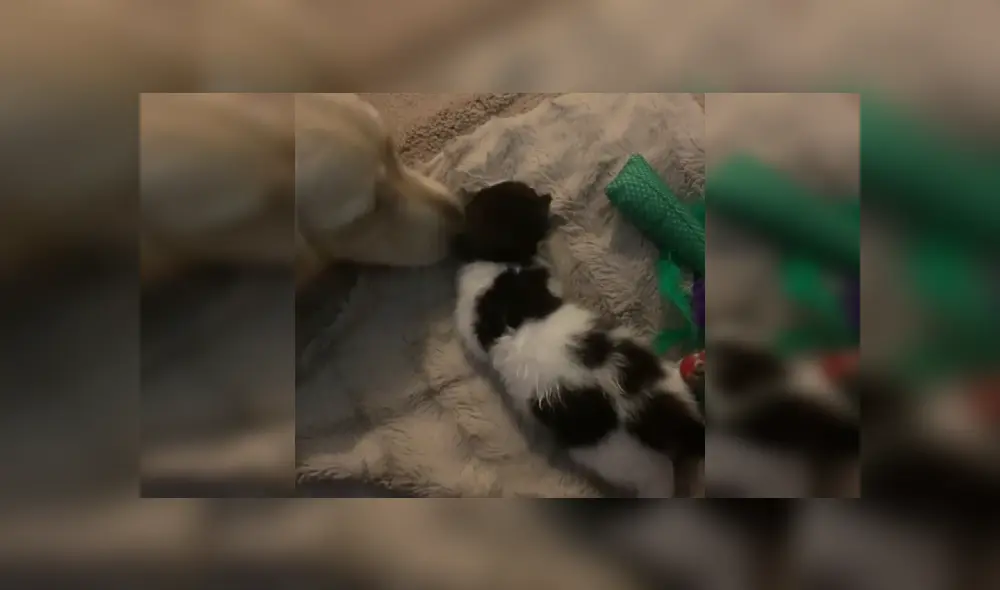 Desliza las imágenes para ver más detalles de esta tierna escena que es viral en Facebook.