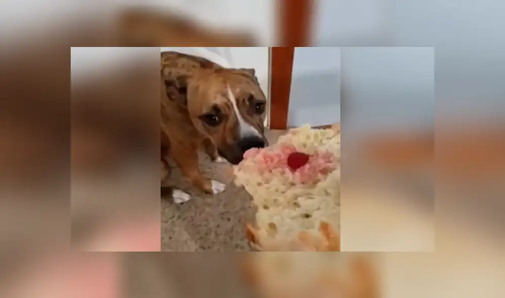 Desliza para ver los mejores momentos del video que se hizo viral en YouTube.