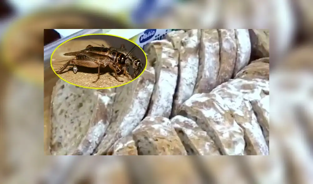 Facebook: polémica por panadería que usa 'grillos machacados' como ingrediente de su pan [VIDEO]