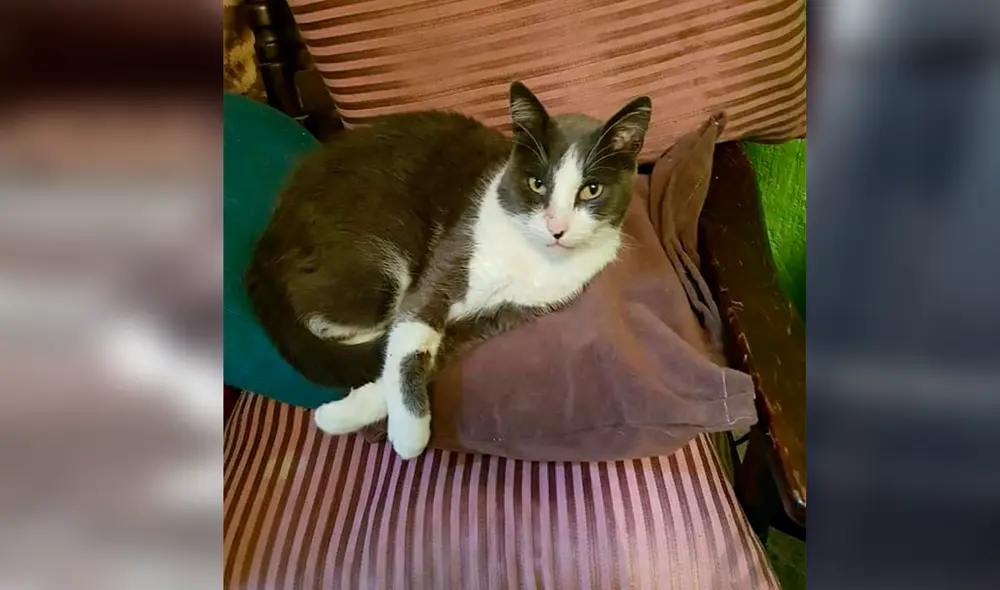 Facebook - gatos - animales