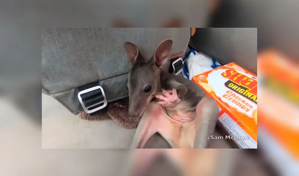 Cría de canguro es rescatada por voluntario Sam McGlone y video se vuelve viral. Foto: Captura Cría de canguro es rescatada por voluntario Sam McGlone y video se vuelve viral. Foto: Captura