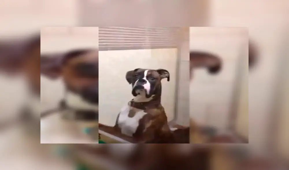 En Facebook, un perro lanzó una furiosa mirada a su amo para mostrar su desacuerdo tras ser trasladado al veterinario. En Facebook, un perro lanzó una furiosa mirada a su amo para mostrar su desacuerdo tras ser trasladado al veterinario.