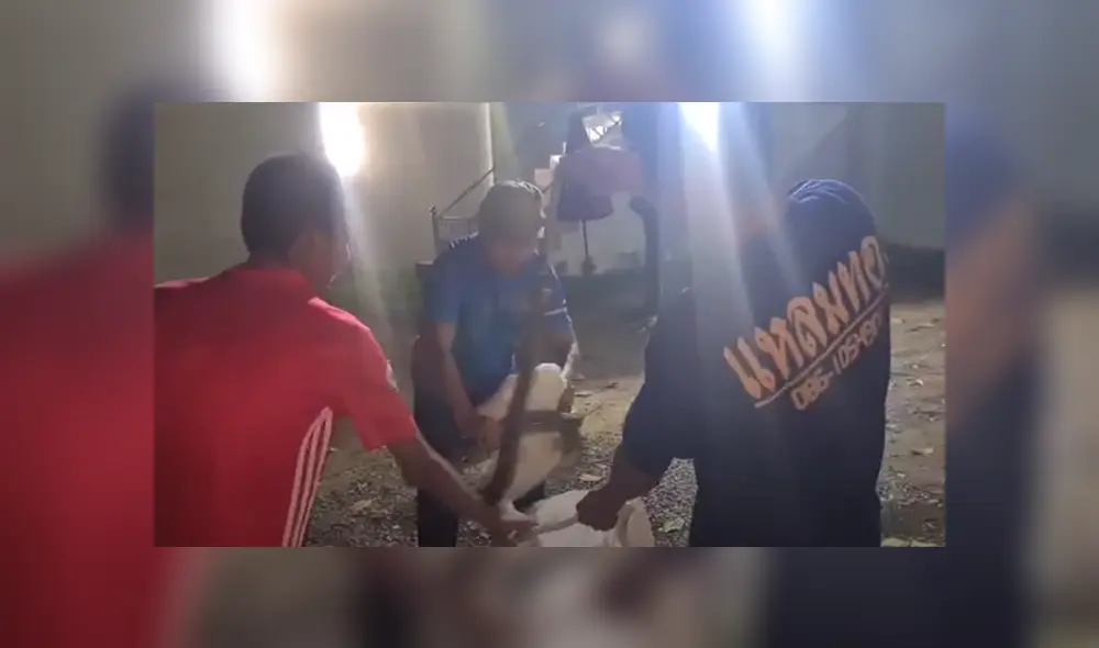 Los pobladores de Tailandia atraparon a una serpiente pitón de 3 metros de largo. Foto: ViralPress