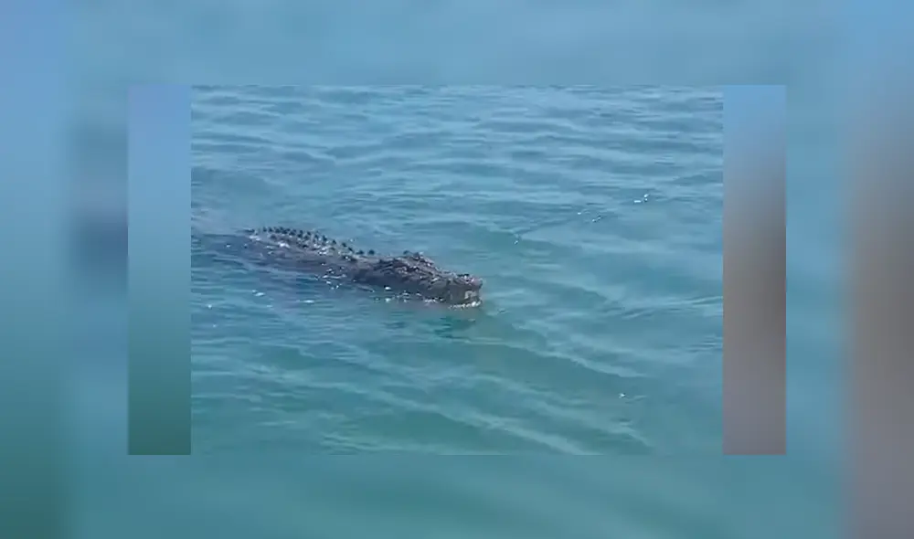 Hombre pesca en río, sin imaginar que peligrosa criatura saldría a atacarlo [VIDEO] 