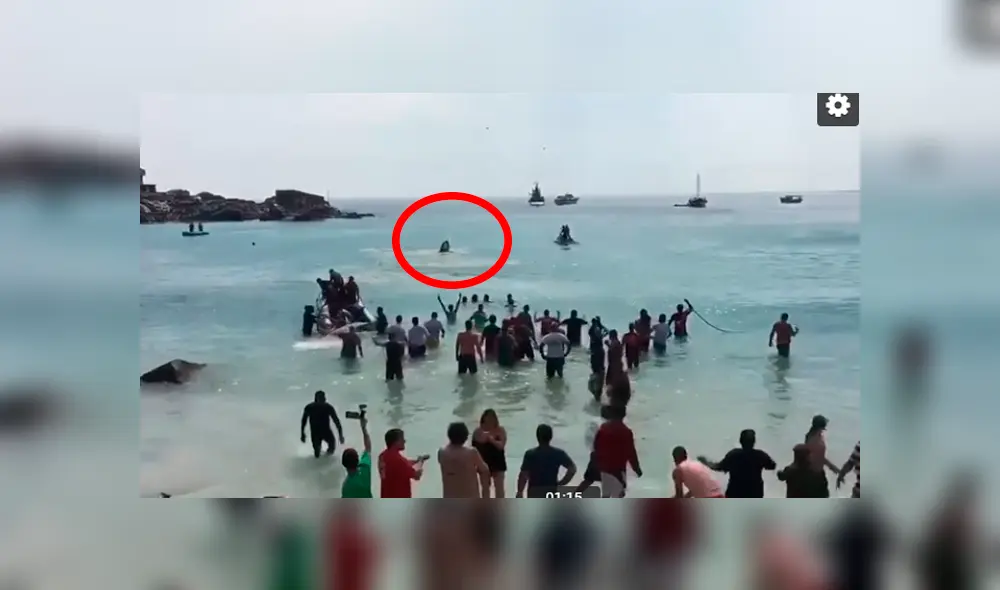 En Facebook, el rescate que hicieron un grupo de bañistas a una ballena se ha viralizado. En Facebook, el rescate que hicieron un grupo de bañistas a una ballena se ha viralizado.