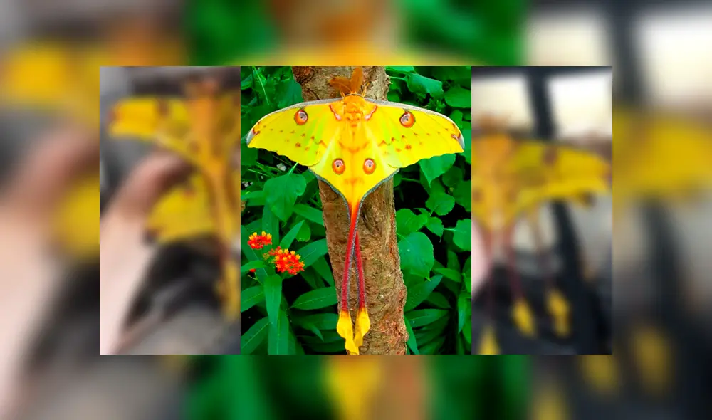 Desliza para ver la mariposa que ha sorprendido a todos en YouTube. Foto: Captura.