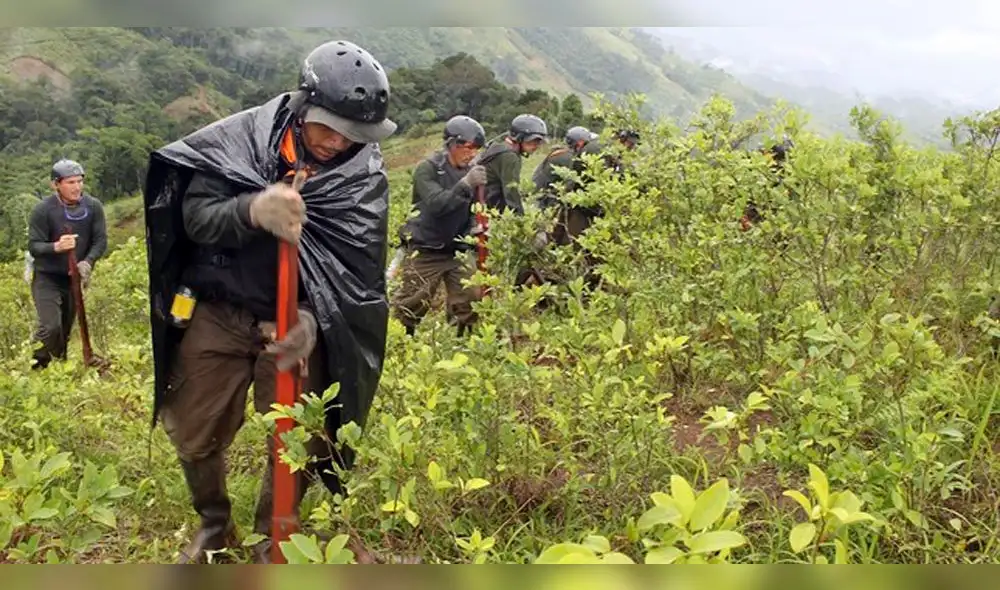 Erradican hoja de coca en Puno y Cusco Erradican hoja de coca en Puno y Cusco