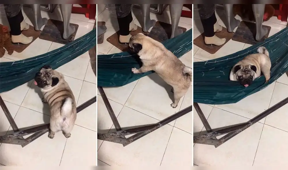 Facebook: Perro decide ir a dormir, prepara su cama y conmueve a miles [VIDEO]