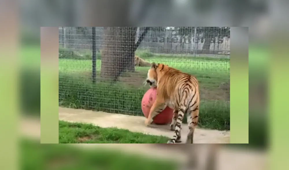 Desliza hacia la izquierda para ver las imágenes del viral de YouTube. Foto: Captura. Desliza hacia la izquierda para ver las imágenes del viral de YouTube. Foto: Captura.