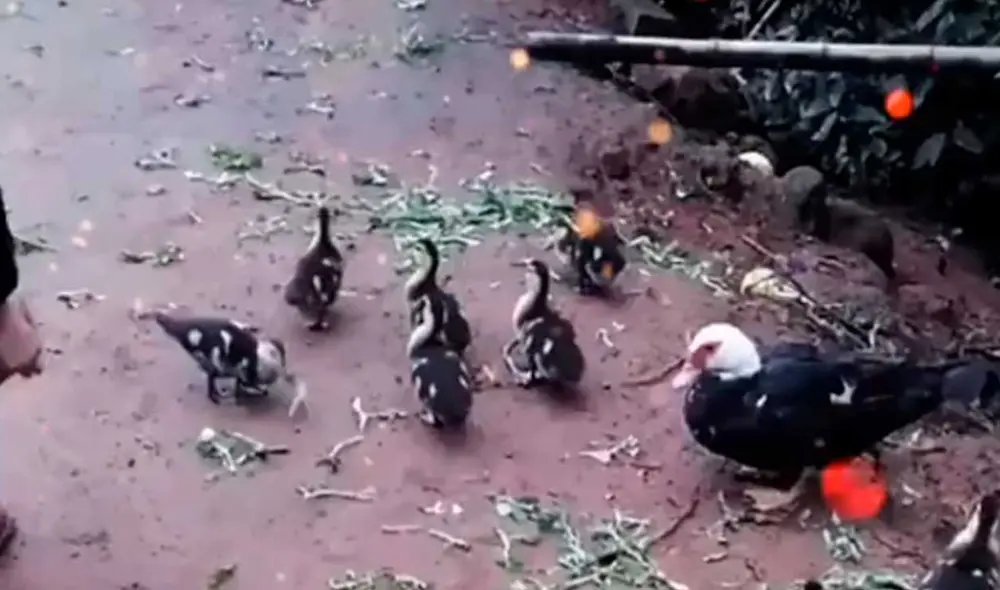 Desliza las imágenes para ver la furiosa reacción que tuvo esta mamá pata al ver que intentaban alejarla de su cría. Foto: captura de TikTok/presentado23adrian