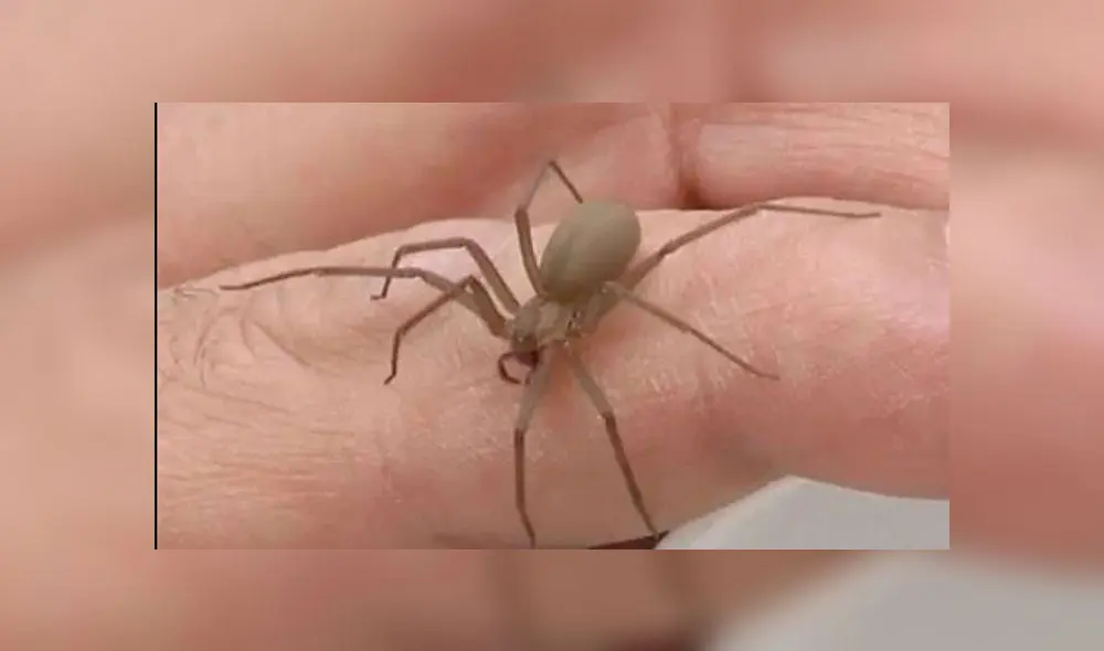 La araña violinista puede atacar si se siente amenazada. Foto: referencial