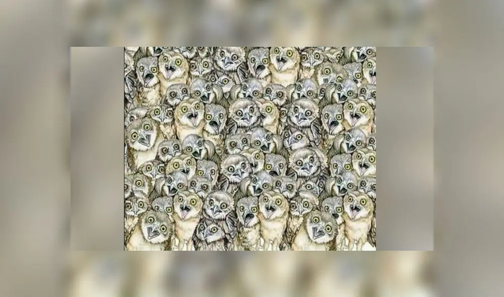 Desliza las imágenes para conocer la respuesta de este complejo reto visual. Foto: Facebook. Desliza las imágenes para conocer la respuesta de este complejo reto visual. Foto: Facebook.