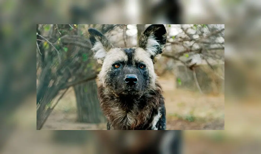 Una manada de perros salvajes africanos mataron a más de una docena de animales en West Midland Safari Park el sábado por la noche. Foto: Alamy. Una manada de perros salvajes africanos mataron a más de una docena de animales en West Midland Safari Park el sábado por la noche. Foto: Alamy.